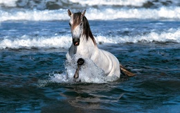 3d обои Серый конь в воде  вода