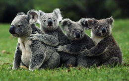 3d обои Семейство коал  животные
