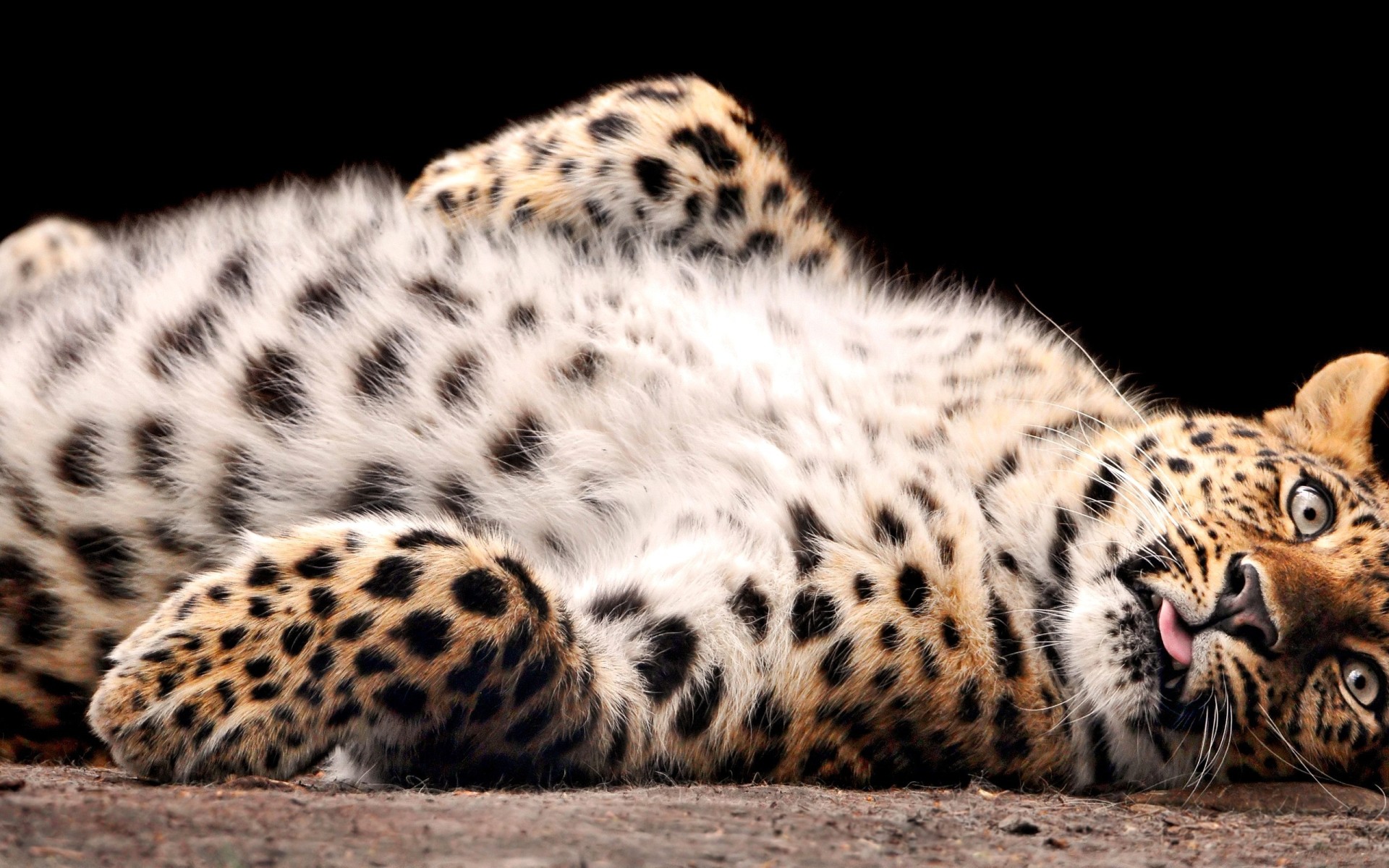 3d обои Леопард лежит на спине  леопарды # 49141