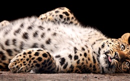 3d обои Леопард лежит на спине  леопарды