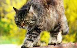 3d обои Пушистая, сибирская кошка крадётся по забору  животные