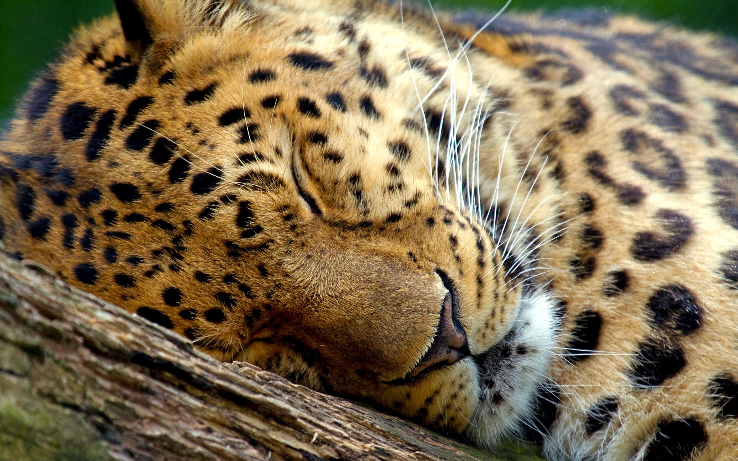 3d обои Мирно спящий леопард на ветке дерева  леопарды # 49160