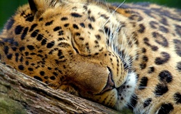 3d обои Мирно спящий леопард на ветке дерева  леопарды