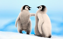 3d обои Два молодых брата пингвина  снег