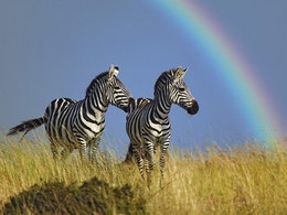 3d обои Зебры на фоне радуги  лошади