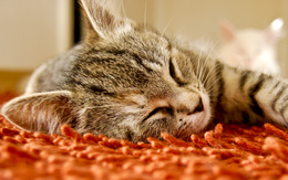 3d обои Полосатый котик спит на мягком ворсе  кошки