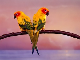 3d обои Два ярких желтых попугайчика на ветке  птицы