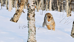 3d обои Рысь зимой в лесу  животные