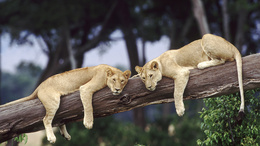 3d обои Львицы лежит на дереве  львы