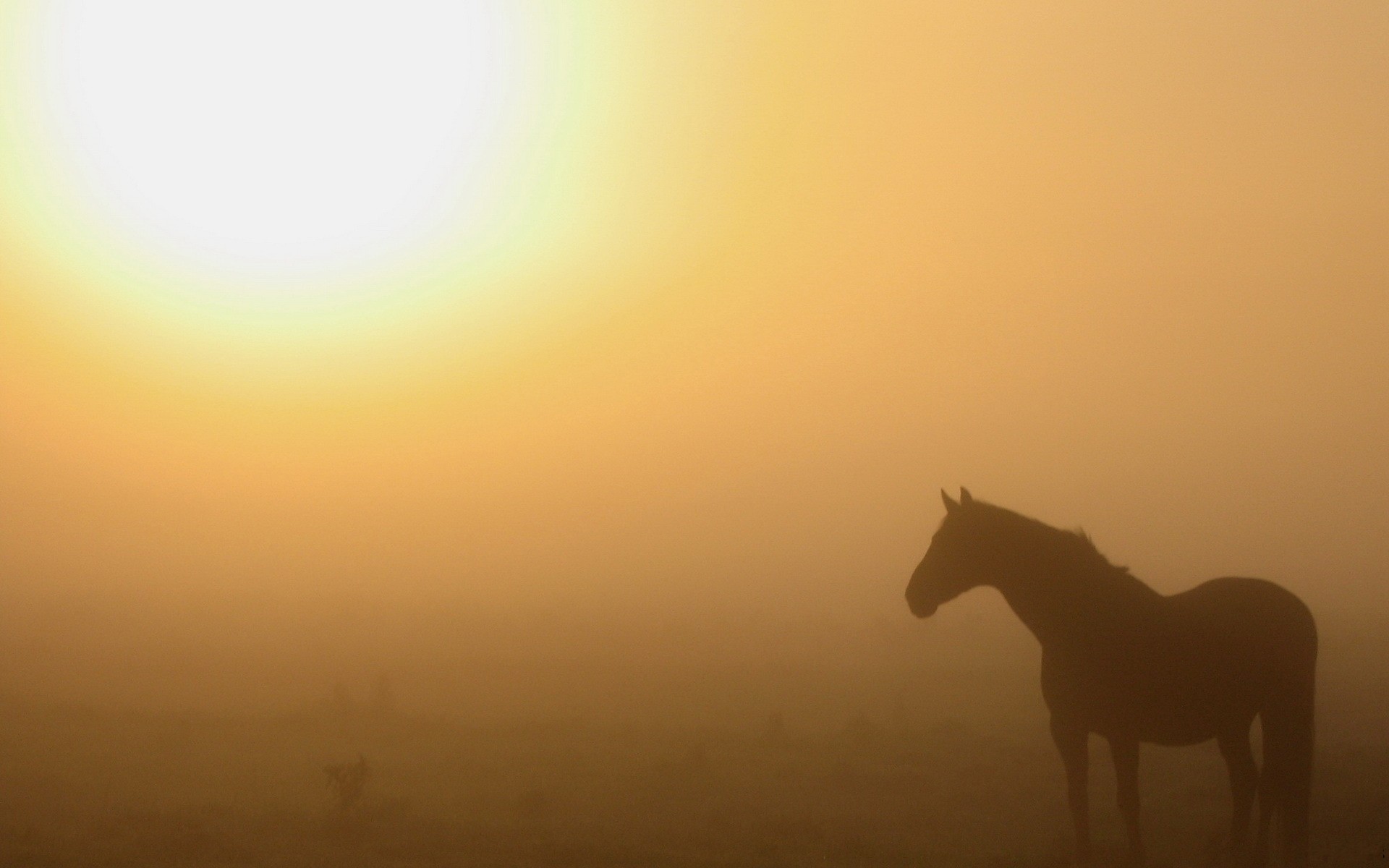 3d обои Конь стоит в тумане  солнце # 81662