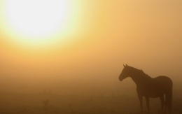 3d обои Конь стоит в тумане  лошади