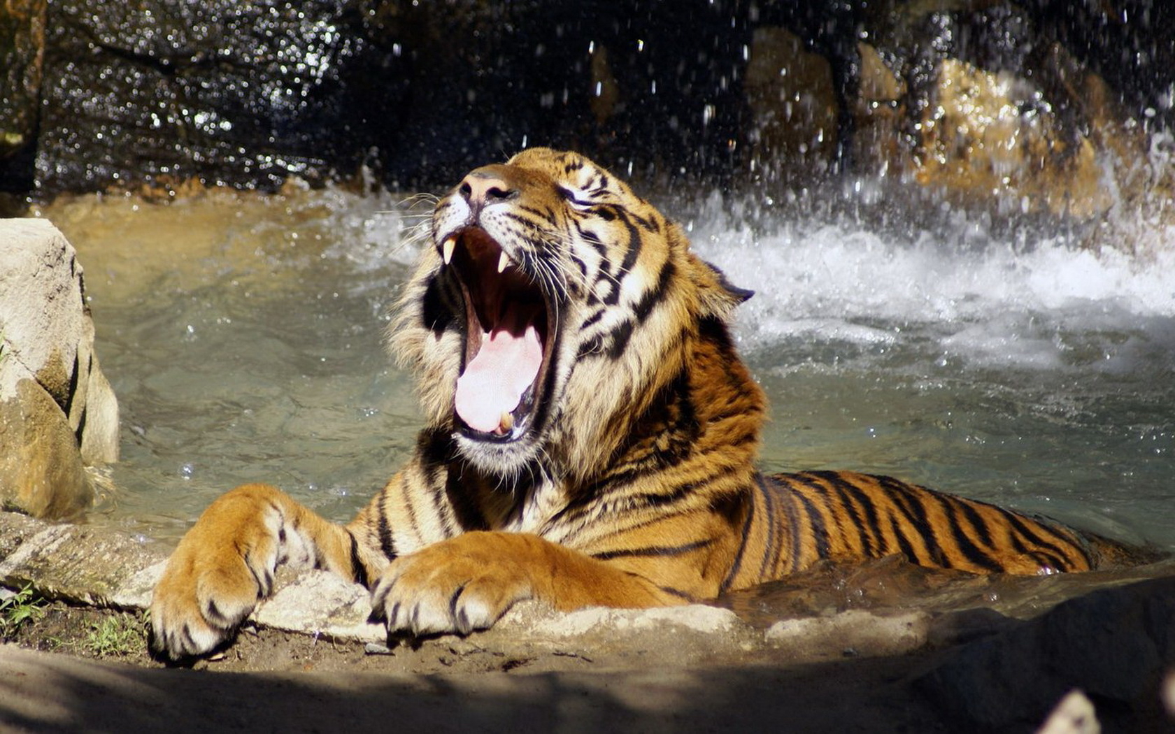 3d обои Зевающий тигр принимает утреннюю ванну  тигры # 83255