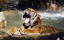 3d обои Зевающий тигр принимает утреннюю ванну  тигры