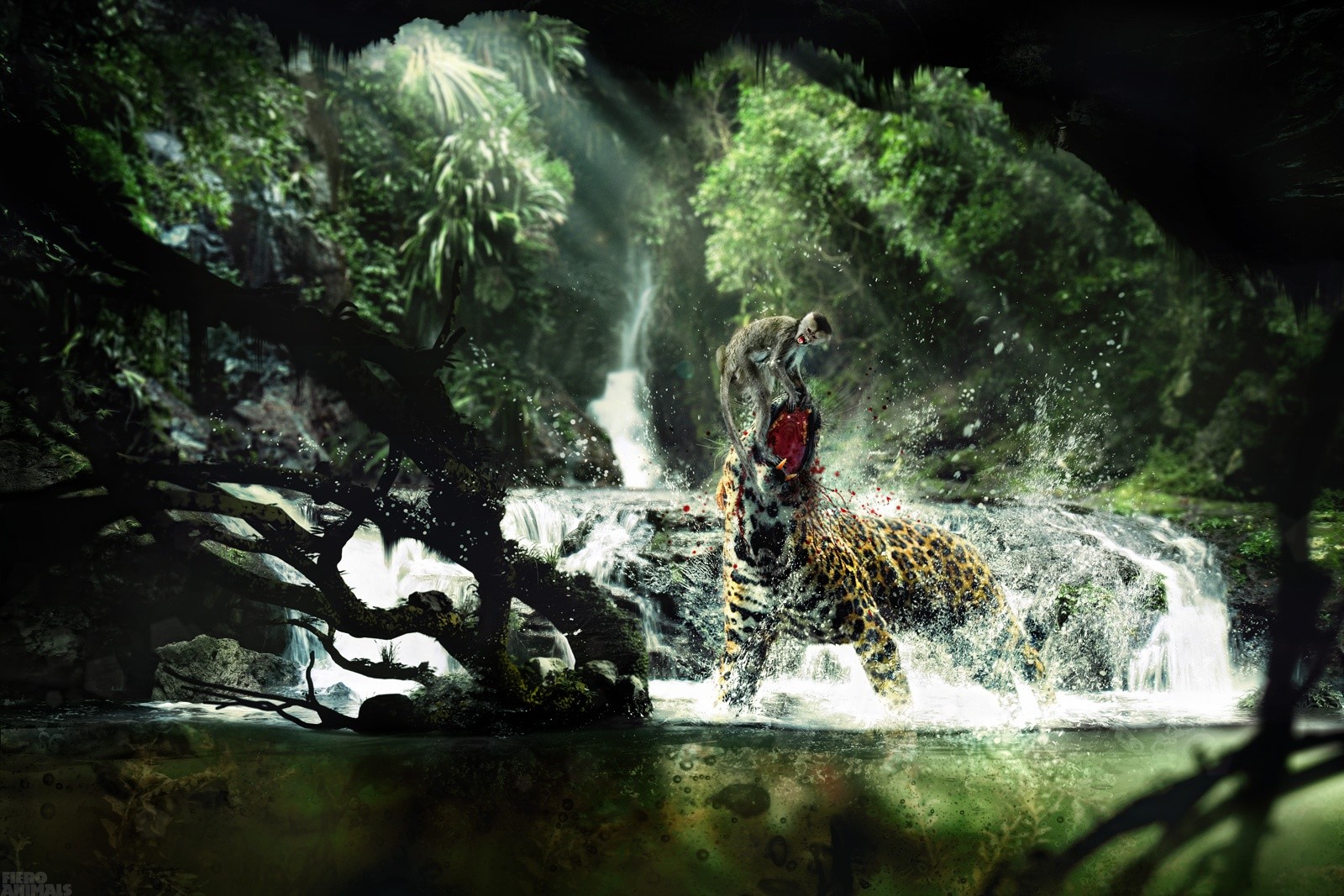 3d обои В тропических джунглях злая мартышка напала на гепарда (Fiero Animals)  леопарды # 49159