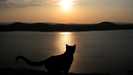 3d обои Котик на закате солнца  вода