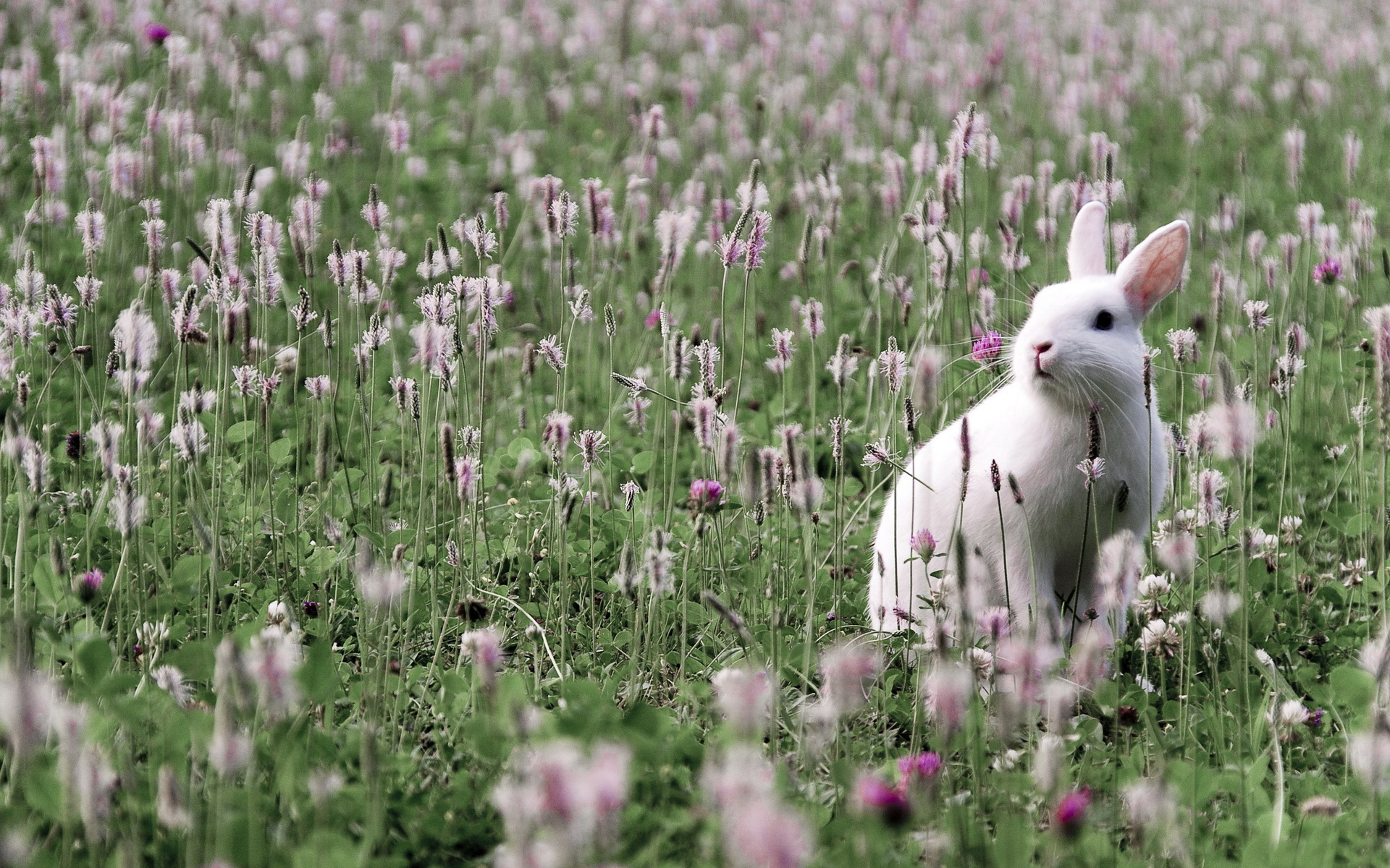 3d обои Белый кролик в поле  цветы # 86440