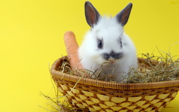 3d обои Зайчик в корзине с морковкой на жёлтом фоне  кролики