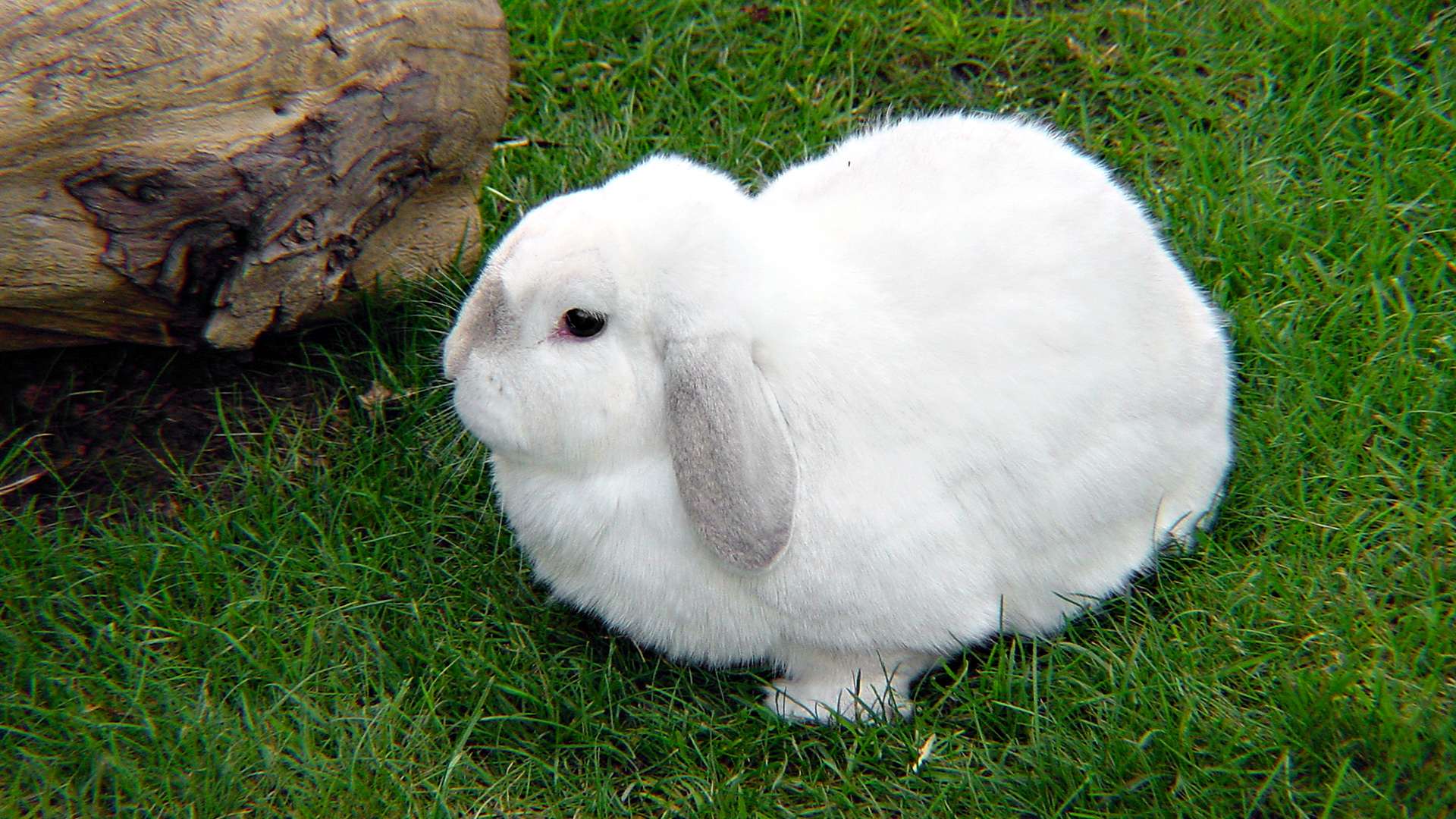 3d обои Белый кролик на травке  животные # 38451