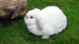 3d обои Белый кролик на травке  кролики