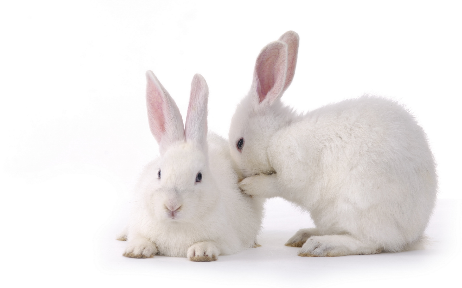 3d обои Белые кролики  кролики # 49600