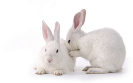 3d обои Белые кролики  кролики