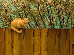 3d обои Рыжий кот сидит на деревянном заборе  цветы