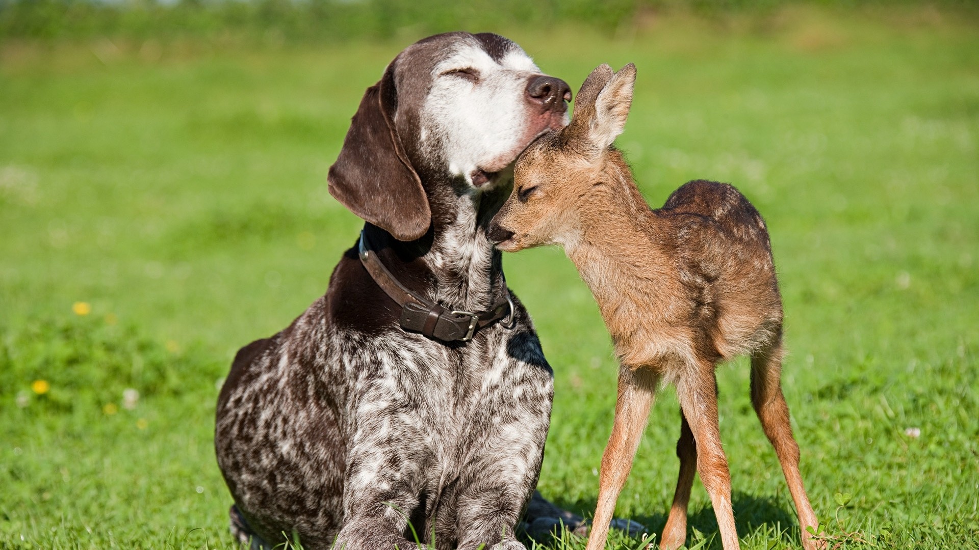 3d обои Дружба между собакой и оленем  милые # 54910