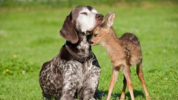 3d обои Дружба между собакой и оленем  милые