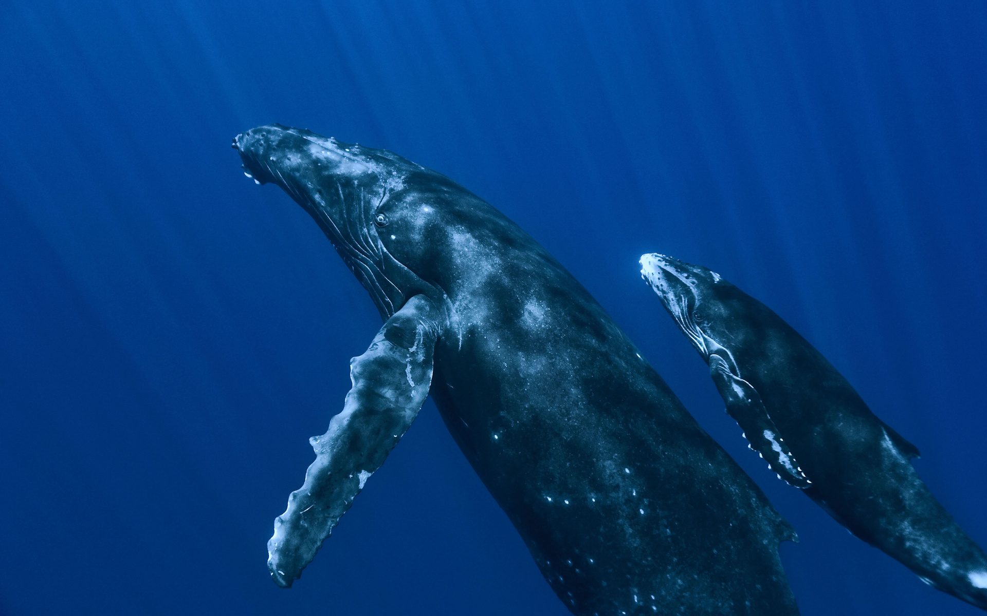 3d обои Синие киты  подводные # 68398