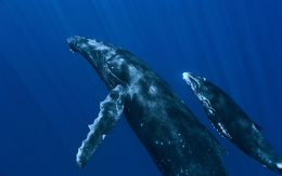3d обои Синие киты  подводные