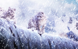 3d обои Снежные барс под снегом  животные