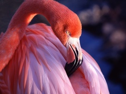3d обои Розовый фламинго  птицы
