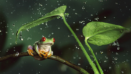 3d обои Лягушка под листком прячется от дождя  вода