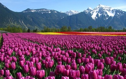 3d обои Поле разноцветных тюльпанов у подножья гор  горы