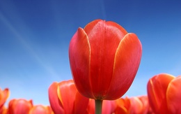 3d обои Красные тюльпаны под голубым небом  цветы