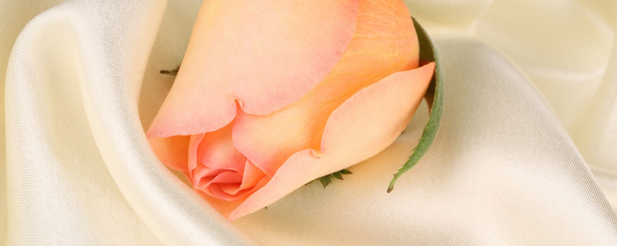 3d обои Розовая роза на шелке  2560х1024 # 15114