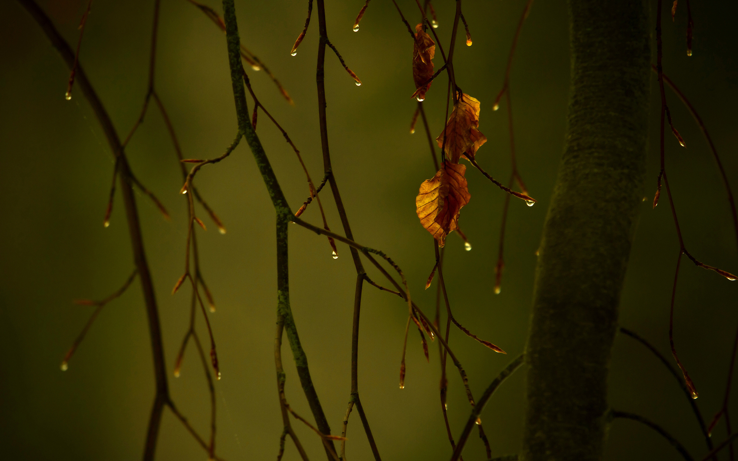 3d обои Капли дождя на голых осенних ветках и несколько желтых листьев  листья # 50853