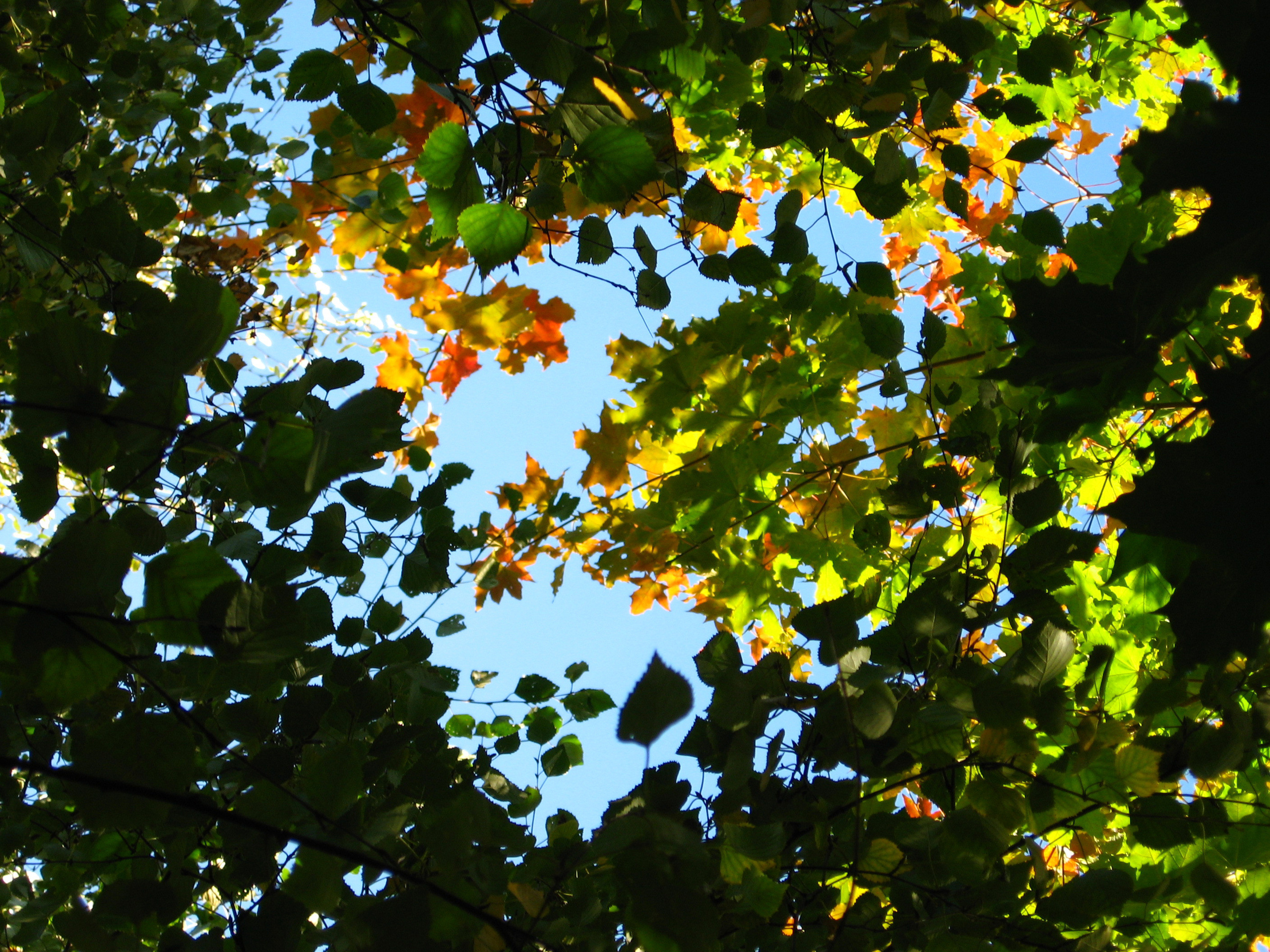 3d обои Небо сквозь листву  листья # 50855