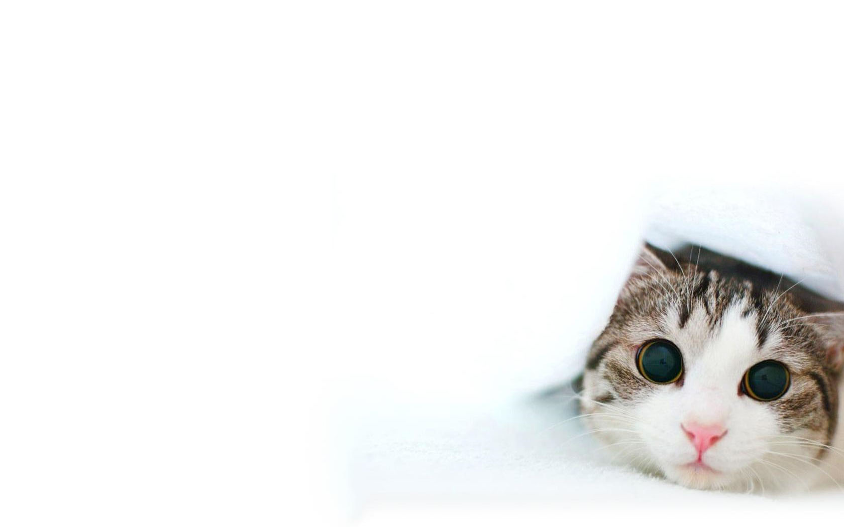 3d обои Кошка в белом одеяле лежит и смотрит на вас  животные # 38547