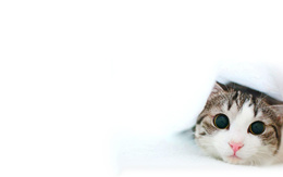 3d обои Кошка в белом одеяле лежит и смотрит на вас  1680х1050