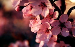 3d обои Розовые цветки вишни  макро