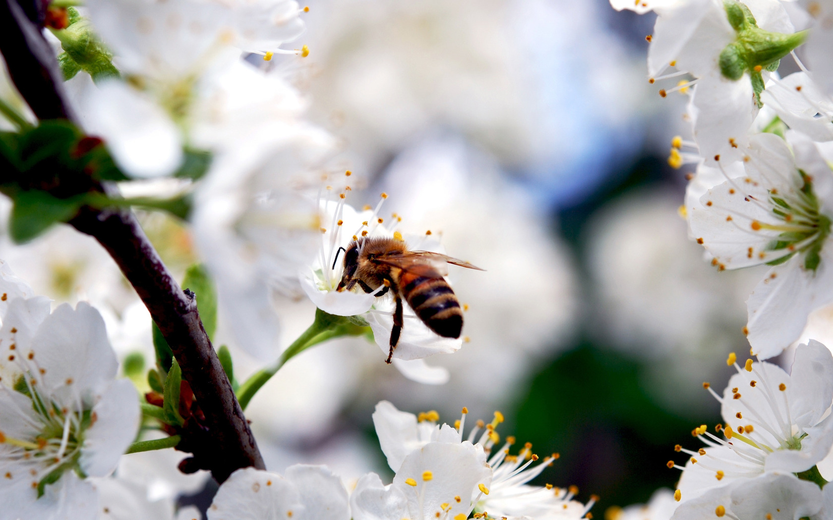 3d обои пчела на цветке вишни  насекомые # 59842