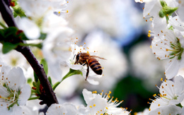 3d обои пчела на цветке вишни  1680х1050