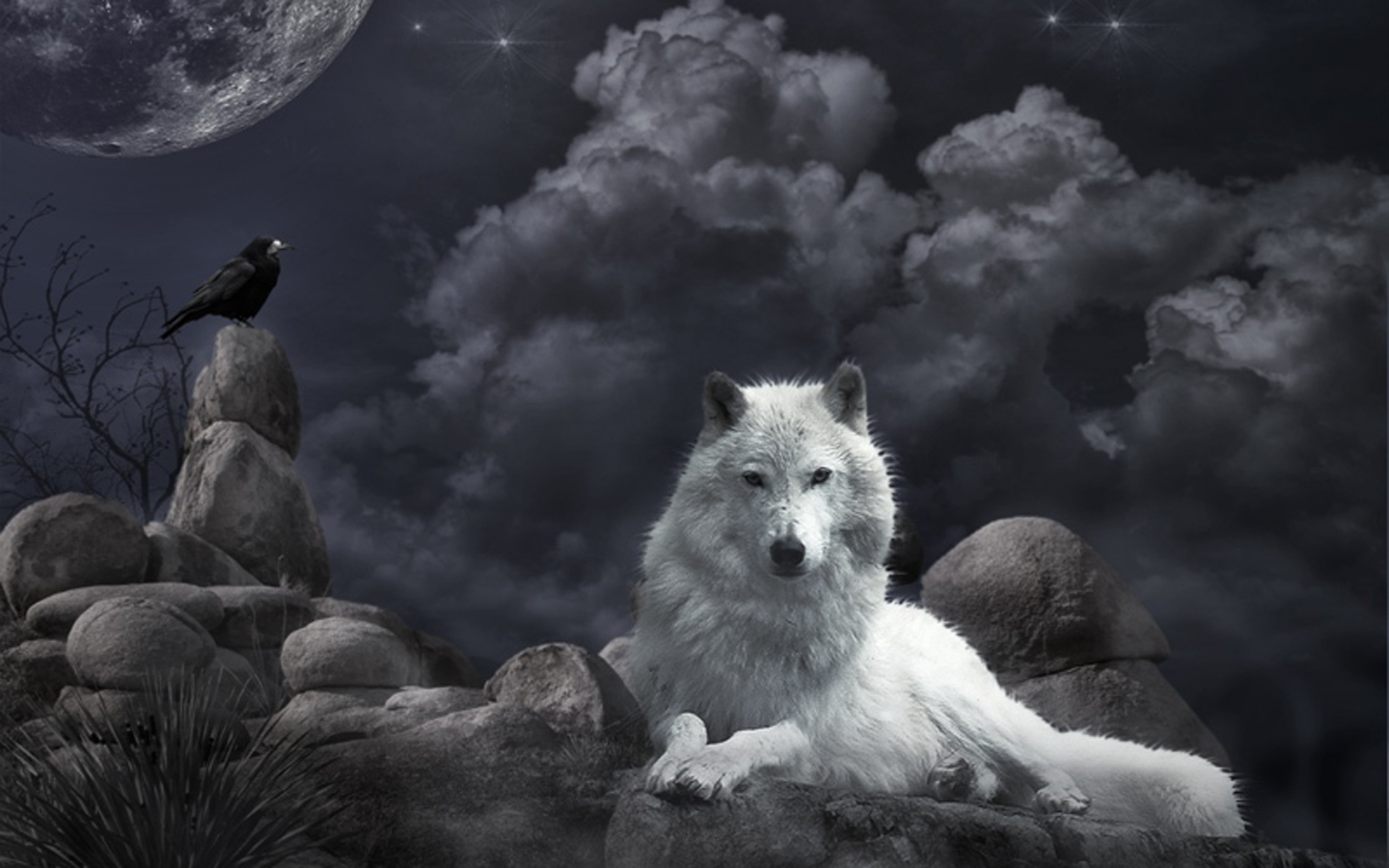 3d обои Белый волк и ворон в ночи  волки # 23540