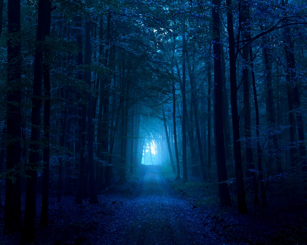 3d обои Лесная аллея ночью  лес # 49431