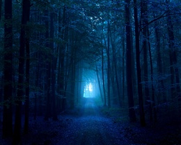 3d обои Лесная аллея ночью  лес