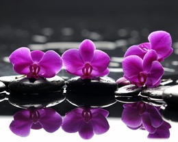 3d обои Орхидеи разложены на камнях  вода