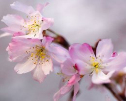3d обои Розовые цветочки цветущей вишни  макро