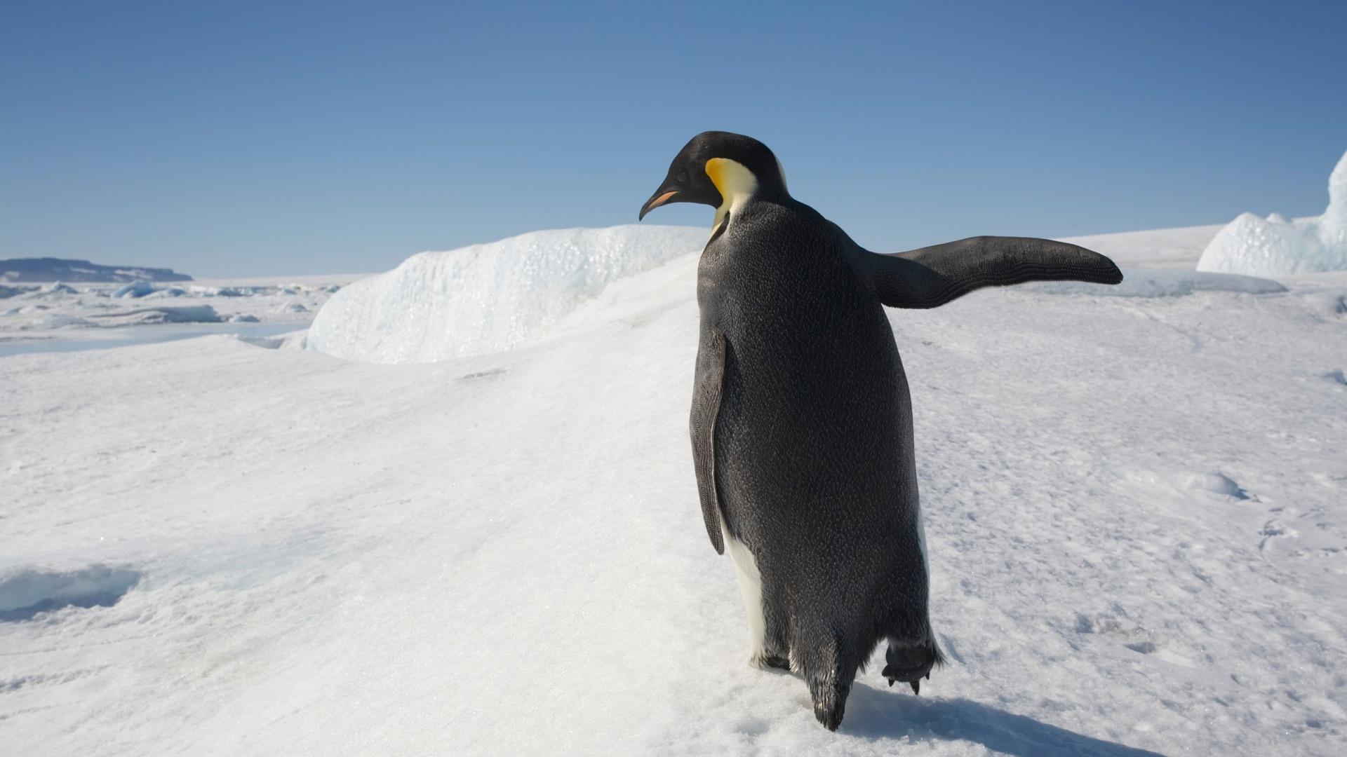 3d обои Пингвин махает крылом  зима # 40801