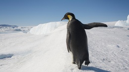 3d обои Пингвин махает крылом  снег